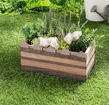 タネから育てるケーキ風プランター