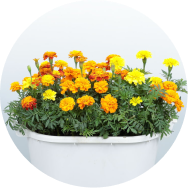 マリーゴールド